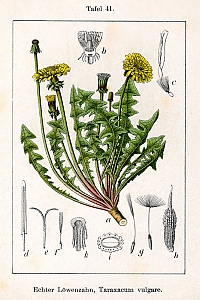 taraxacum officinale