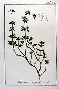thymus vulgaris