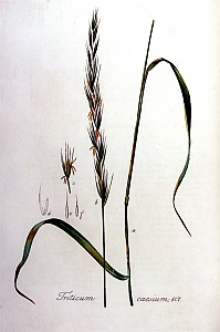 triticum