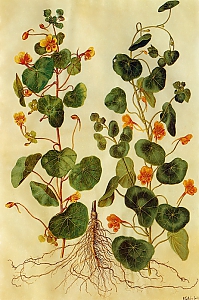 tropaeolum majus