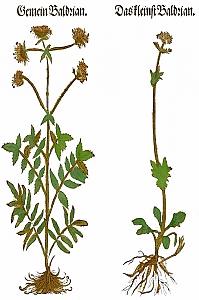 valeriana officinalis