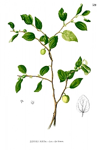 ziziphus jujuba