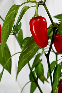 Chili Jalape&ntilde;o rot