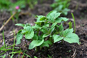 Kartoffel Jungpflanze