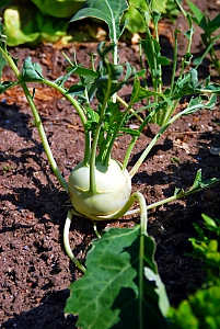Kohlrabi