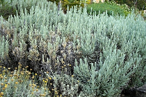 Lavendel