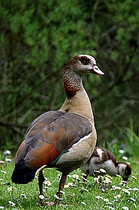 Nilgans