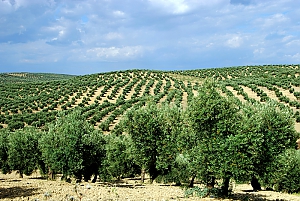 Olivenplantage