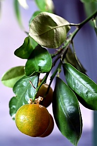 Calamondinorange