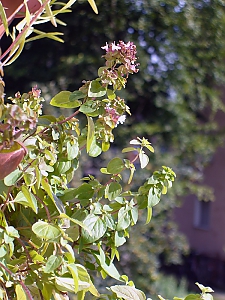 origanum heracleoticum