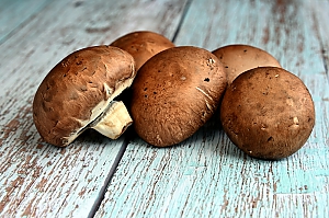 brauner Zuchtchampignon