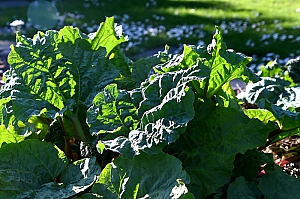 Gemeiner Rhabarber