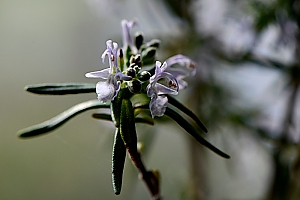Rosmarinbl&uuml;te
