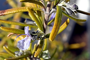 Rosmarinbl&uuml;te
