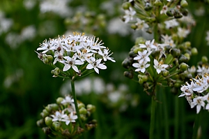 Chinalauch, Bl&uuml;tenknospe