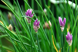 Schnittlauchbl&uuml;te