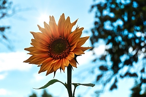Sonnenblume