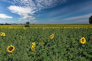 Sonnenblumenfeld  in Andalusien