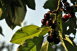 S&uuml;&szlig;kirsche