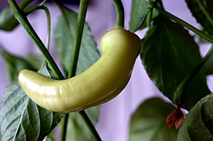 Chili Sweet Banana