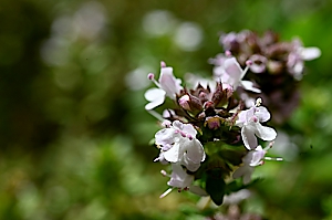 Thymianbl&uuml;te