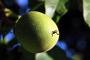 Walnussfrucht (juglans regia)