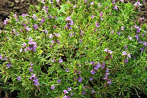 Winterbohnenkraut, Bl&uuml;te