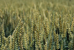 Winterweizen