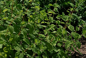 Zitronenmelisse (melissa officinalis)