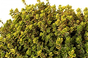 thymus citriodorus