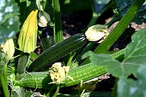 Zucchini