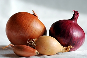 Schalotte, Gem&uuml;sezwiebel, Perlzwiebel und rote Zwiebel