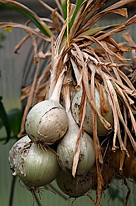wei&szlig;e Zwiebeln